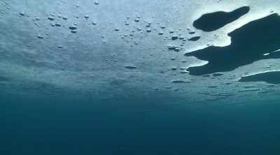 They can travel long distances - Mysteries of the Deep