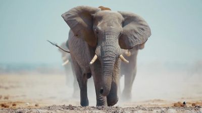 They can walk for 50 miles - A World of Calm