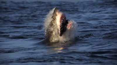 They can weigh one,
one and a half tons. - Shark Attack Files