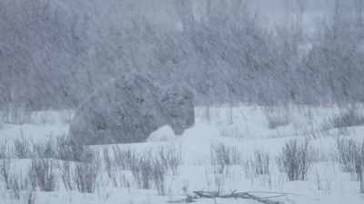 They can't access the grass - Yellowstone: One-Fifty