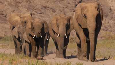 They can't survive for more
than four days without a drink. - The Secret Lives of Animals