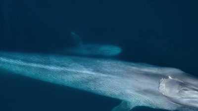 They caress one another,
cherishing their close bond. - Our Planet