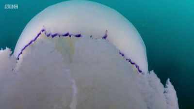 They catch their tiny prey
with thousands of stinging cells - Wales: Land of the Wild