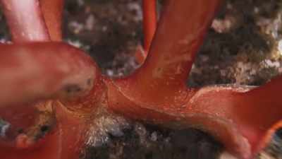 They cling to the riverbed,
not with their roots, - The Green Planet