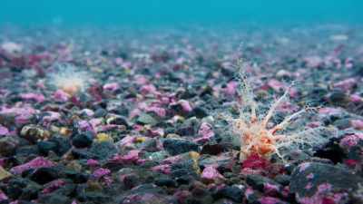 They collect as many
starfish eggs as they can. - Blue Planet II