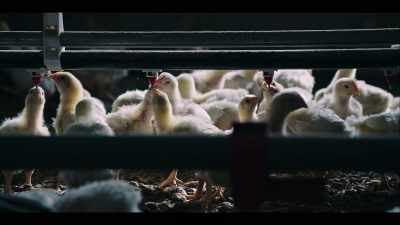 They come here a day old. - Poisoned: The Dirty Truth About Your Food