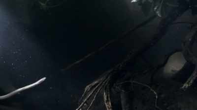 They come into freshwater, - Modern Dinosaurs
