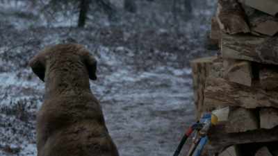 They come out here, and
they come around the camp, - Life Below Zero: Next Generation
