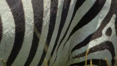 They confuse the flies as they make
their final approach to settle. - Attenborough's Life in Colour