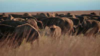 They considered 1876 - The American Buffalo