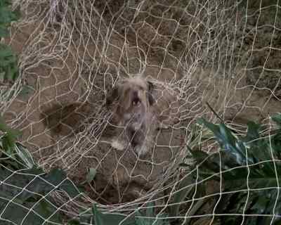 They could be hiding
around here anywhere,
sergeant. - Land of the Giants