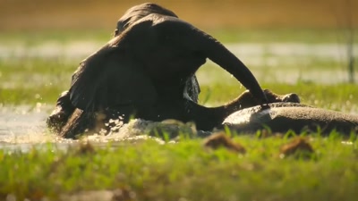 They could be playmates
for another ten years, - A Year on Planet Earth