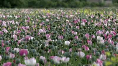 THEY COULD GROW AS MUCH
OPIUM AS THEY WANTED, - Origins: The Journey of Humankind
