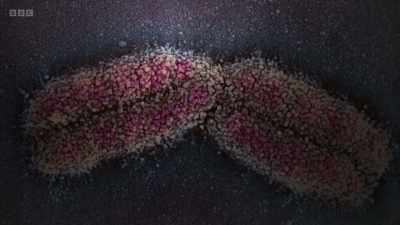 They could see and begin to
understand how genetics worked - Secrets of Size: Atoms to Supergalaxies