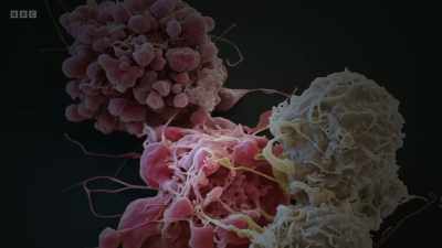 They could watch a white blood cell
attacking an infection. - Secrets of Size: Atoms to Supergalaxies