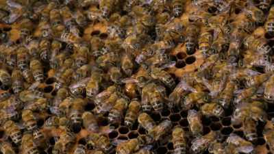 They decide it's time
to leave the mother hive, - Cosmos: Possible Worlds