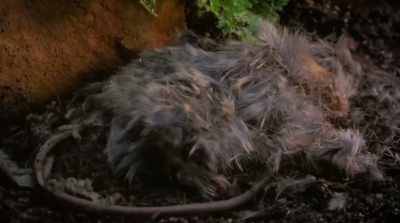 They decompose
dead and dying organisms - Fantastic Fungi