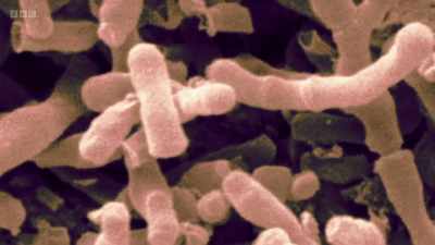 They deduced that the reason they're
in milk is so that this bacteria - The Human Body: Secrets of Your Life Revealed