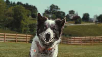 They definitely rely on vision, - Inside the Mind of a Dog