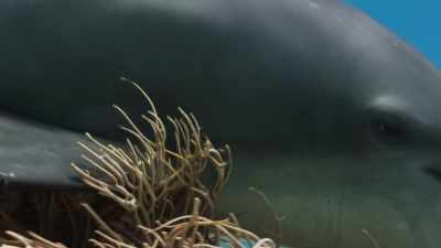 They deliberately rub themselves
through the fronds. - Blue Planet II