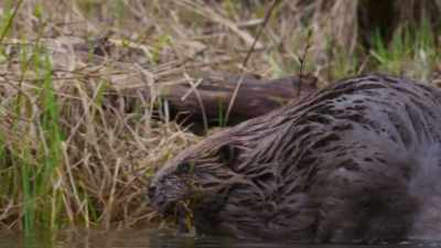 They depend on Finland's taiga forest - Wild Nordic