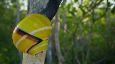 They differ according to
the particular mix of plants - Attenborough's Life in Colour