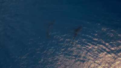 They disappear into the deep together. - The Secret Lives of Animals