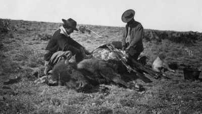 They were disassembling
an animal and just taking - The American Buffalo