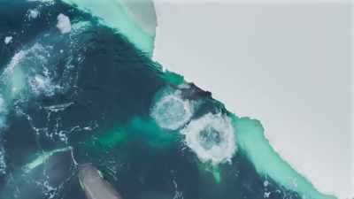 They disorientate the tiring seal. - Frozen Planet II