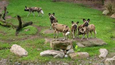 They do have a strong pack mentality, - Magic of Disney's Animal Kingdom