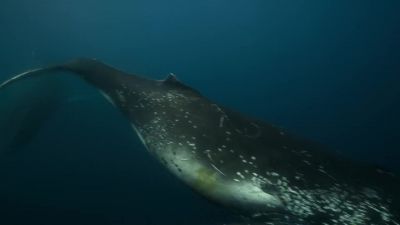 They do so when krill has descended to some depth. - Our Planet