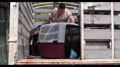 They don't agree with having
animals in a cage? - Dogs