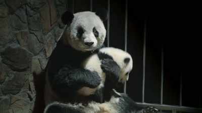 They don't have the experience
to help them go wild. - Pandas