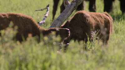 They don't survive if they
don't have their mother. - The American Buffalo