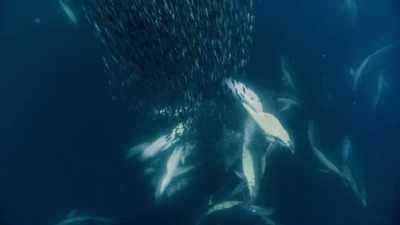 They drive the mackerel
towards the surface, - Our Planet