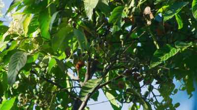 They eat mostly leaves and fruit, - Seven Worlds, One Planet