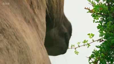 They eat young trees, - Wild Isles