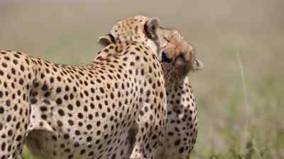 They end each sitting
by cleaning each other's faces. - Predators