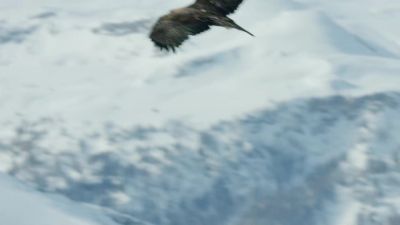 They endure the alpine winter by using the brutal conditions - Hostile Planet