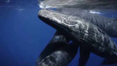 "They enjoy the stranger's touch." - Secrets of the Whales