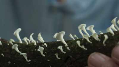 They exist for most of the time - The Green Planet