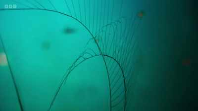 They extend long,
thread-like tentacles. - Wild Isles