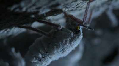 They feed on tree sap, - Our Planet