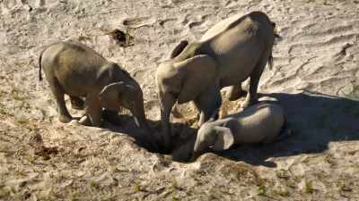 They find ingenious
ways to survive - The Secret Lives of Animals