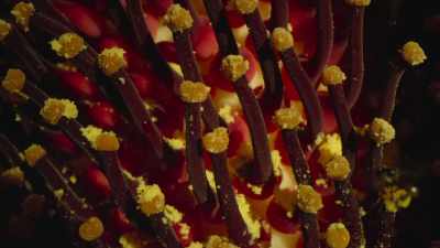 They find themselves
coated in pollen they will carry with them - Our Great National Parks