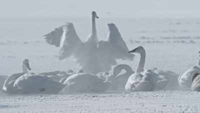 They flock to open water
heated by geothermal springs. - Epic Yellowstone