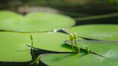 They flower quickly before
the floodwaters recede. - The Green Planet