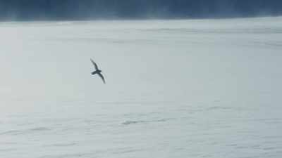 They fly 100 miles inland - Frozen Planet II