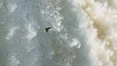 They fly alarmingly close
to the thundering torrent... - Seven Worlds, One Planet