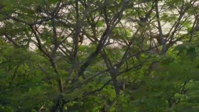 They fly through the trees at 35 miles an hour, - Hostile Planet